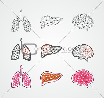 Stylized human organs
