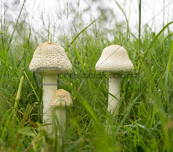 Australia Three Parasol Mushrooms in Long Green grass