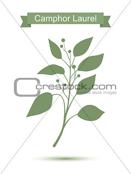 Camphor laurel branch. Green silhouette