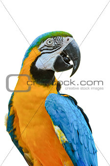 Blue and Gold Macaw colorful birds isolated on white
