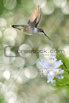Tiny Hummingbird in the Garden Vertical Image