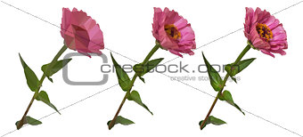 Flower Zinnia Low Poly Vector
