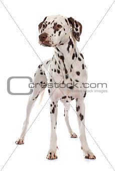 young female dalmatian