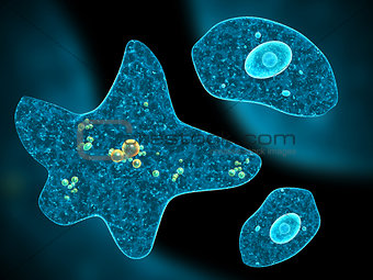 Different amoebas on abstract background