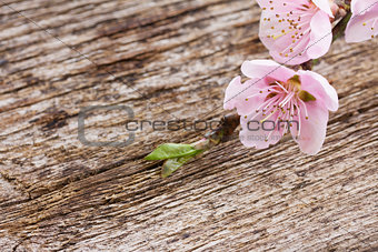 twigs with cherry flowers