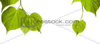 Spring tilia leaves isolated on white background