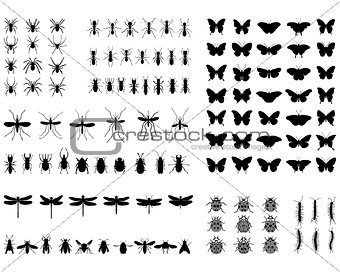 silhouettes of  insects