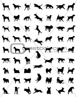 races of dogs