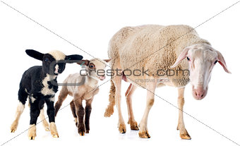 adult ewe and lambs