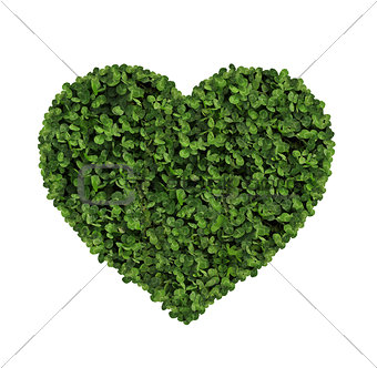 heart made of clover Isolated on White Background