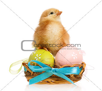 Little chicken in nest with Easter eggs