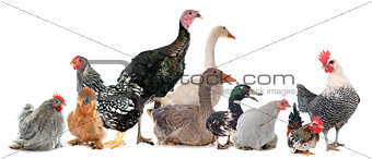 group of poultry