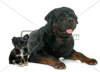 chihuahua and rottweiler