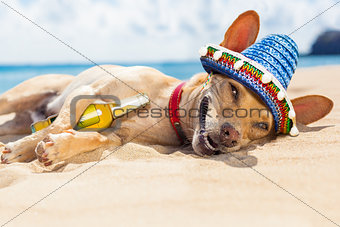 drunk  dog on the beach