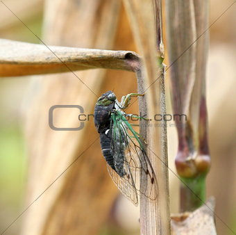 cicada on corn stalk