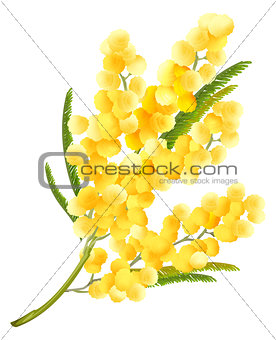 Yellow mimosa flower. Acacia flower symbol of Womens Day