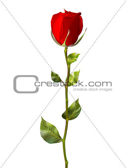 Single red rose isolated on white. EPS 10