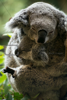 Mother and joey koala cuddling