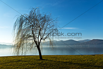 Solitary tree near the lake