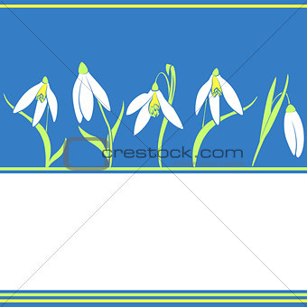spring snowdrops flowers on the blue background
