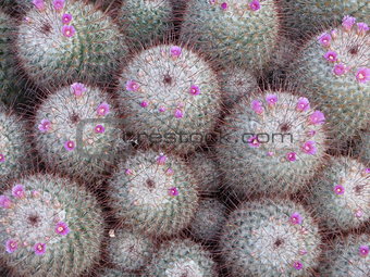 Group of flowering cactuses