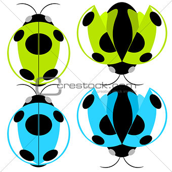 Beetle illustration