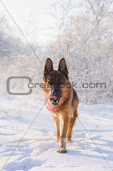 German Shepherd with toy in winter