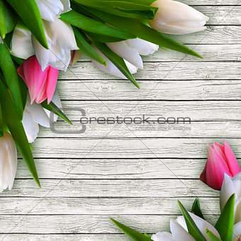 Pink and white tulips isolated over white wooden background with