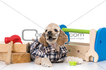 cute working dog