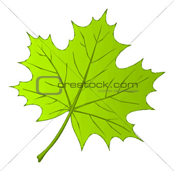 Summer Maple Leaf Low Poly