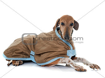 dressed azawakh hound