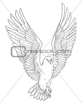 Sketch illustration of a soaring eagle