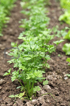 Flat parsley in a garden bed