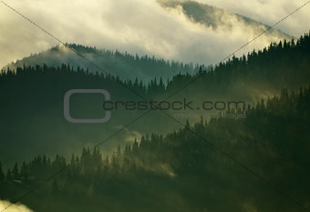 Foggy Carpathian forest