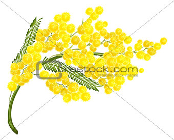Yellow mimosa flower. Mimosa flower symbol of Womens Day