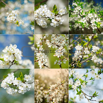 Collection of beautiful spring blossoming plum tree closeups