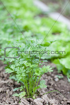 Flat parsley in a garden bed