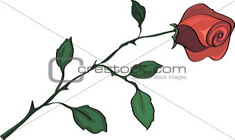 Red Rose, isolated on white