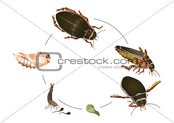 Life cycle of great diving beetle
