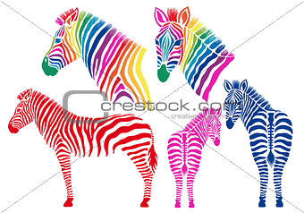 Colored zebras, vector set