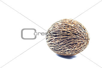 Cerbera oddloam's seed isolated on white background