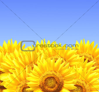 Border with sunflowers