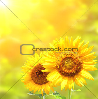 Bright yellow sunflowers on yellow background
