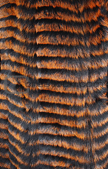 Fur is painted orange and black stripes