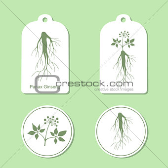 Silhouette of panax ginseng with leaves and root. Vector  Illustration. Health and Nature Set of Tags and Labels