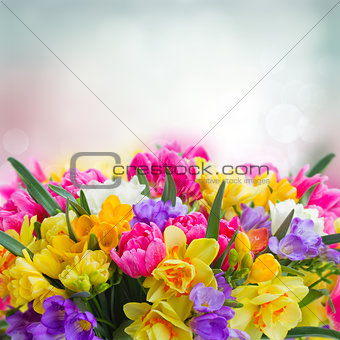 freesia and daffodil  flowers  border