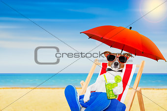 dog summer  beach chair