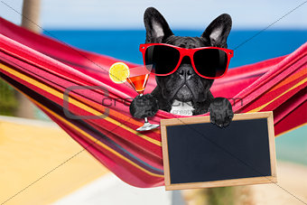 dog on hammock in  summer 