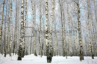 Winter birch grove with covered snow branches