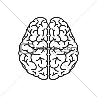 Human Brain Outline Top View